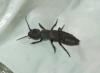 Ocypus sp.